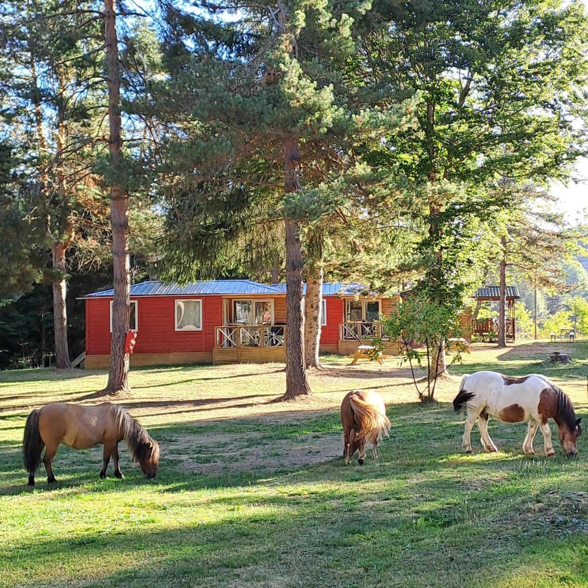 Organiser un séminaire d'entreprise : Chalet et mobil homes dans la montagne au Camping les Sapins à camurac
