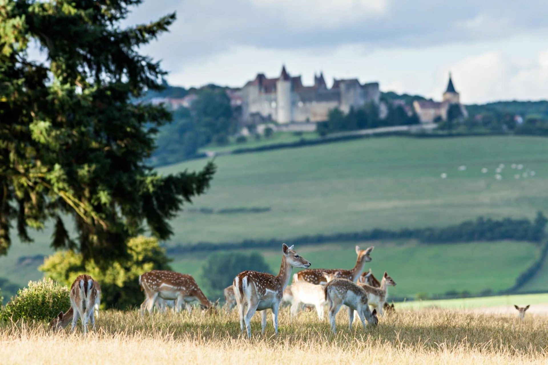 Organiser un séminaire d'entreprise : Château Sainte Sabine à sainte-sabine