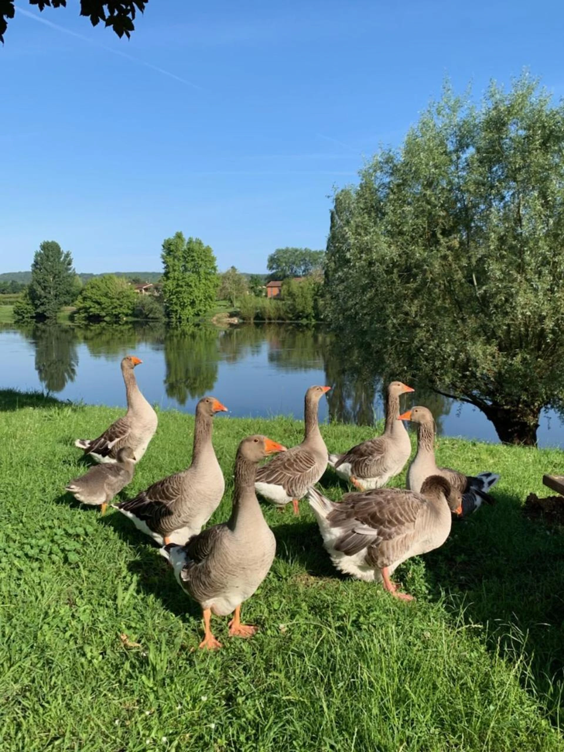 Organiser un séminaire d'entreprise : Hôtel-Restaurant Côté Rivage à badefols-sur-dordogne